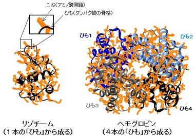 タンパク質の動きが病気を引き起こす