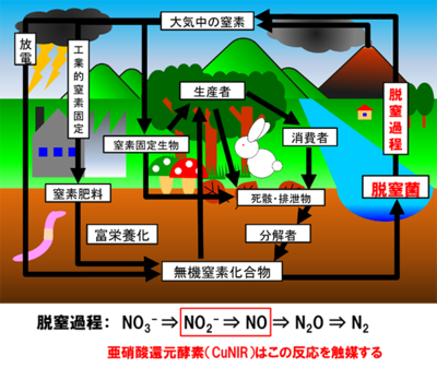 fig1_環境中の窒素循環と脱窒過程