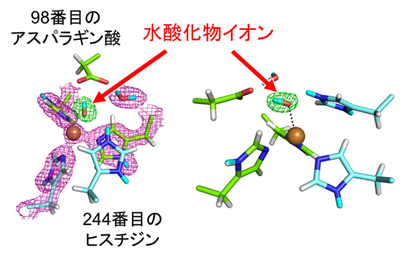 fig3_CuNIR中で観察された銅イオン(茶色球)に結合した水酸化物イオン