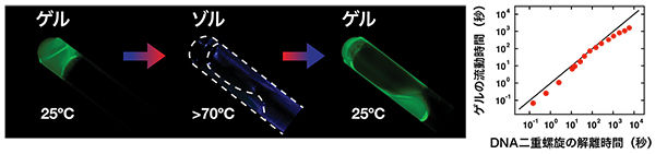 ハイドロゲルの流動性をDNAで予測・制御する<br /> - 細胞培地や注入型ゲル薬剤など，医療への応用に期待 -