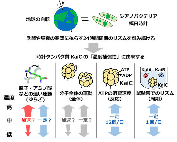 どうして生物の24時間リズムは安定なのか？<br />- 水素原子の運動から迫る時計タンパク質の温度補償制御 -