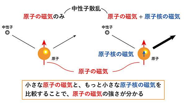 小さな原子の磁気をもっと小さな原子核の磁気と比べて測定する<br />- 強い磁石の開発に役立つ簡便で正確な「原子の磁気」の新測定法の開発 -