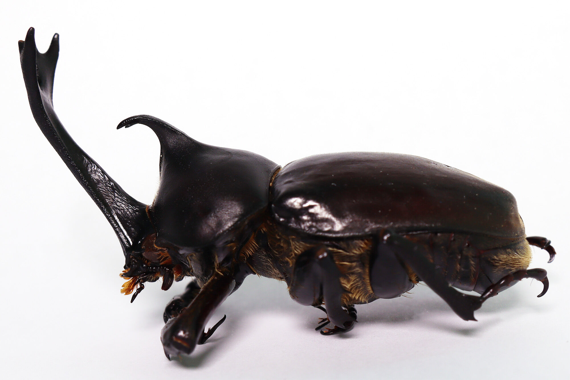 螺鈿で撮影されたカブトムシの中性子ラジオグラフィ【3-044】｜フォト