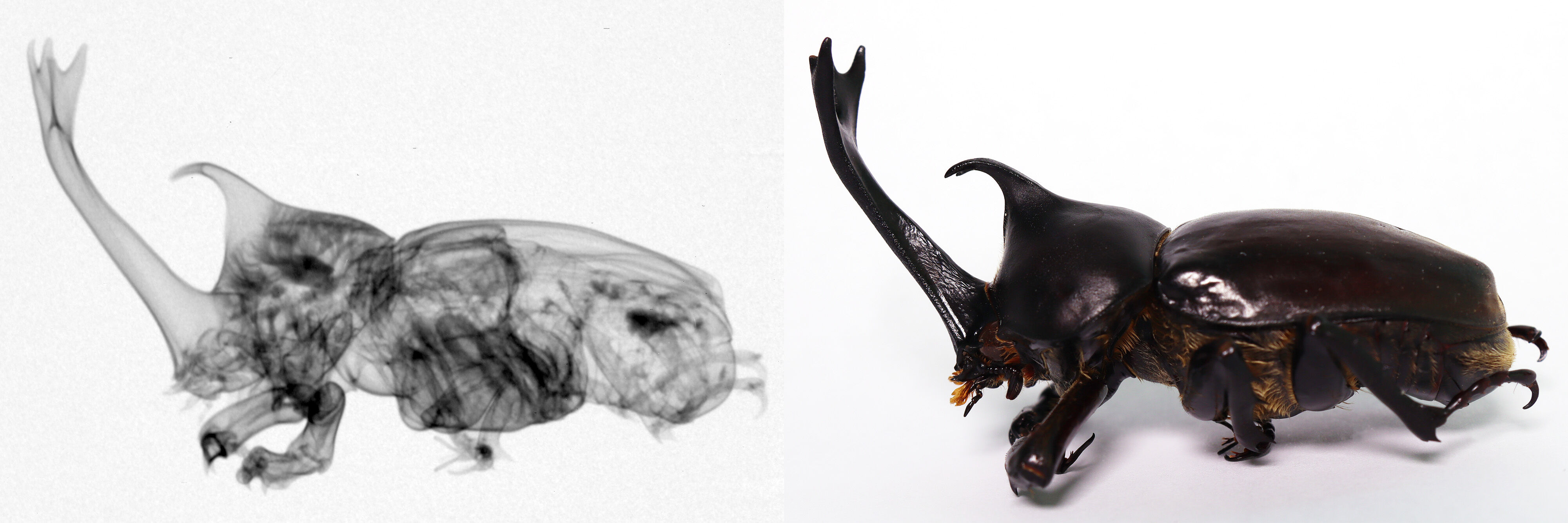 螺鈿で撮影されたカブトムシの中性子ラジオグラフィ【3-044】｜フォト