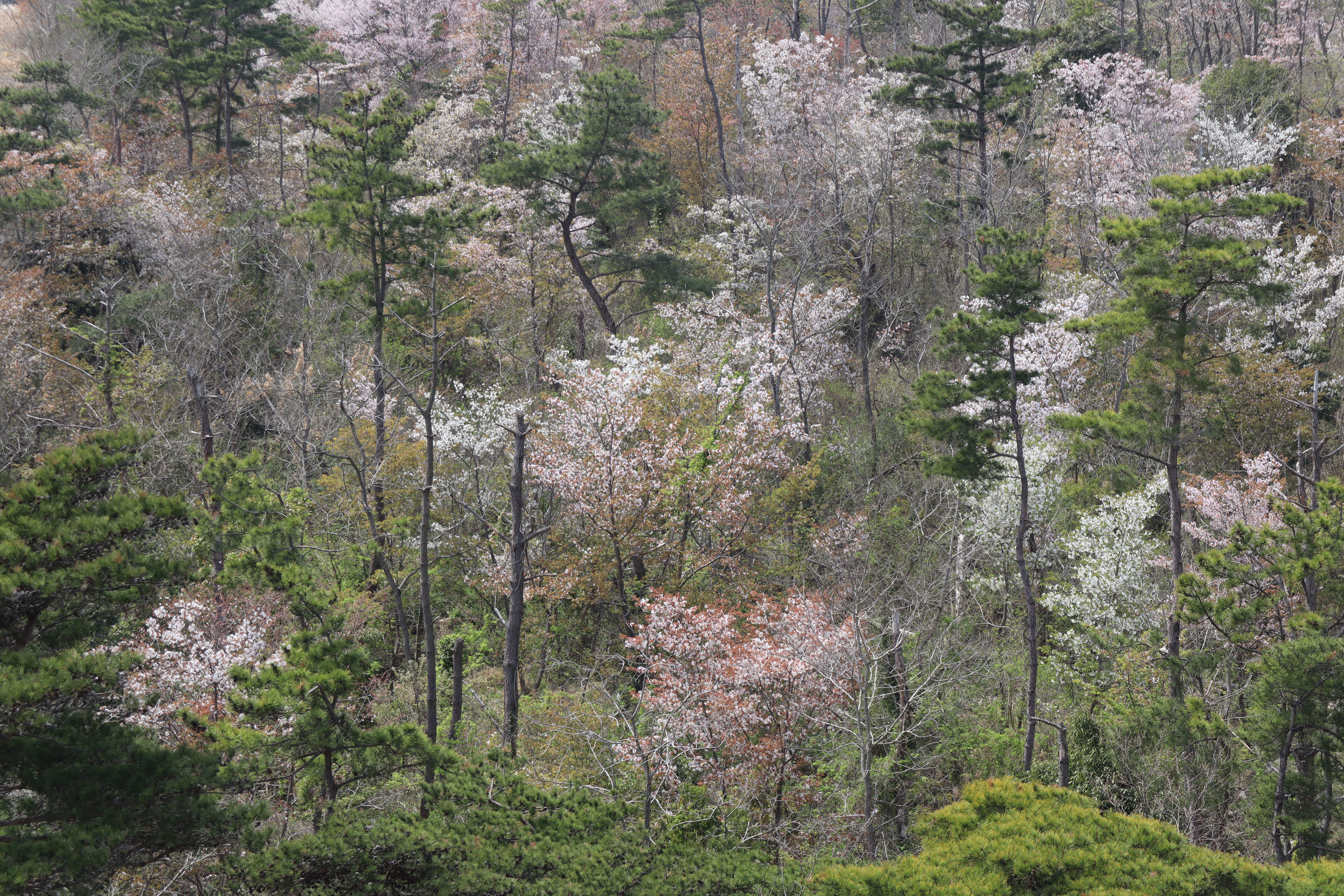 The wild cherry tree along the promenade 【4-019】