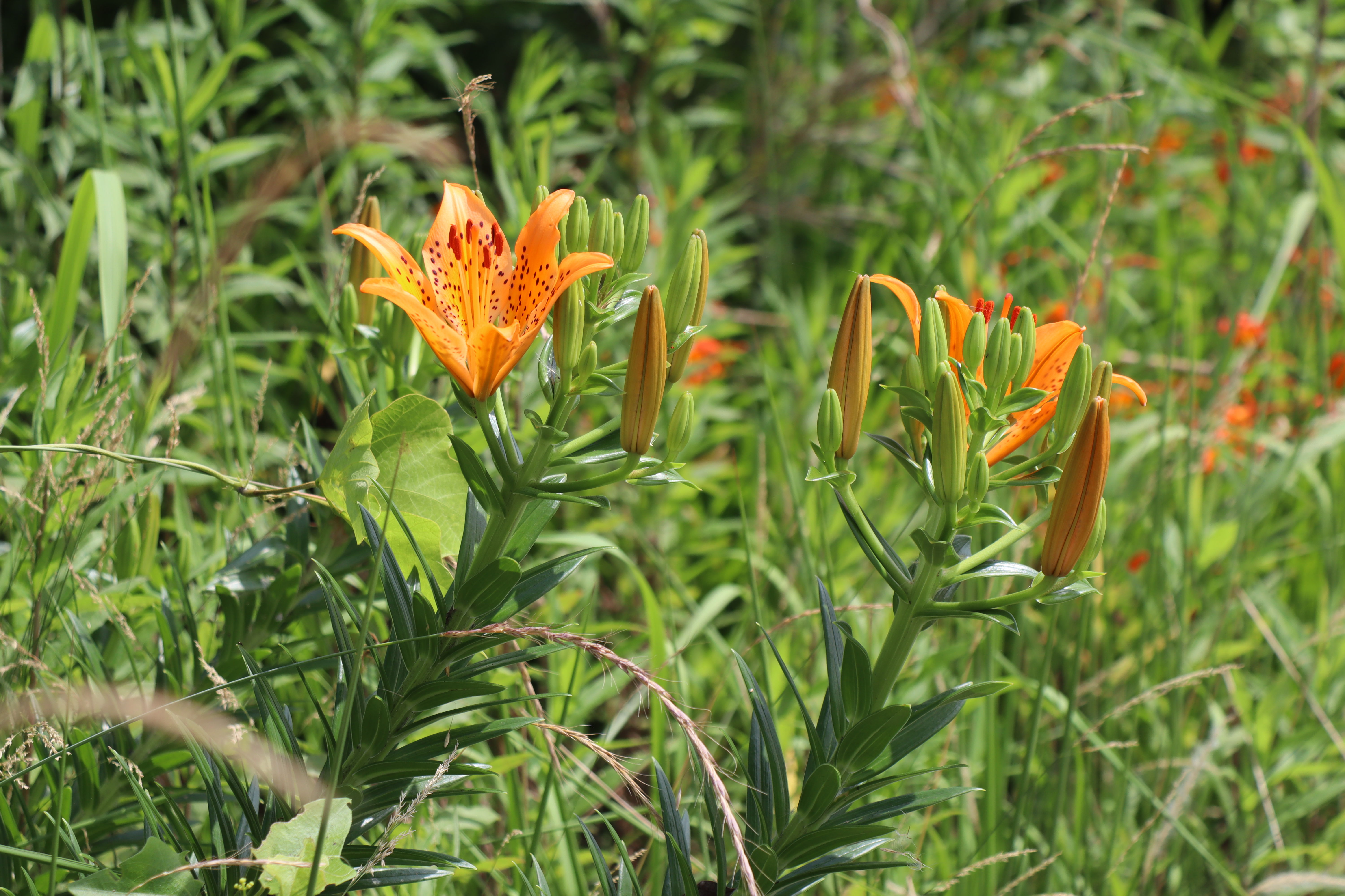 Lilium maculatum(Village flower of Tokai)【4-024】