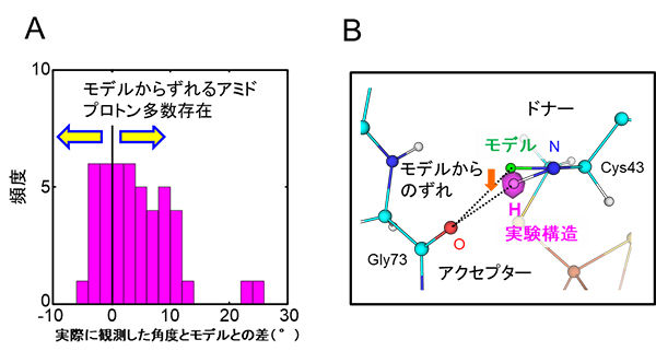 タンパク質の立体構造解析に新たなモデルを提唱<br />- より正確な立体構造の観測や予測を実現！生命科学研究の進展に寄与 -