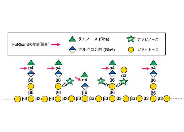 微生物の酵素が天然ゴムを分解するしくみを水素原子まで可視化して解明